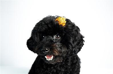 韩国最大云计算提供商与微软合作 ChatGPT开发新服务